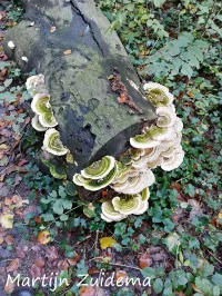 Witte bultzwam [Trametes gibbosa]